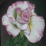 Pink Tip Rose