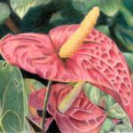 Anthurium