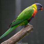 Parrot