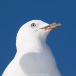 Seagull