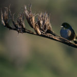Bird and Flax