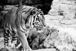 Tiger On the Prowl