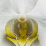 White Orchid