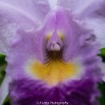 dsc_6634
