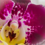 Orchids