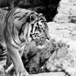 Tiger On the Prowl