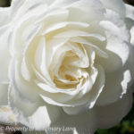 White Rose