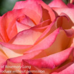 Pink Rose