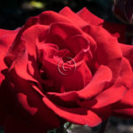 Red Rose