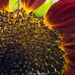 Red Sunflower